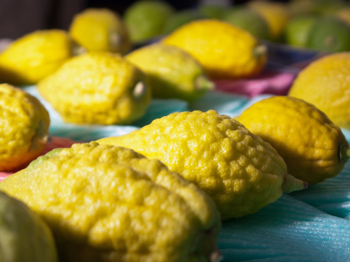 #45 ושמחת בבאגיך – על טעם ועל&nbsp;ריח