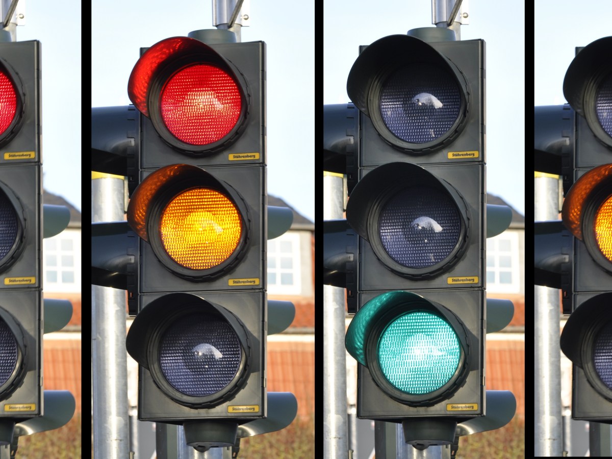 #89 התנועה לשחרור&nbsp;הגירסה