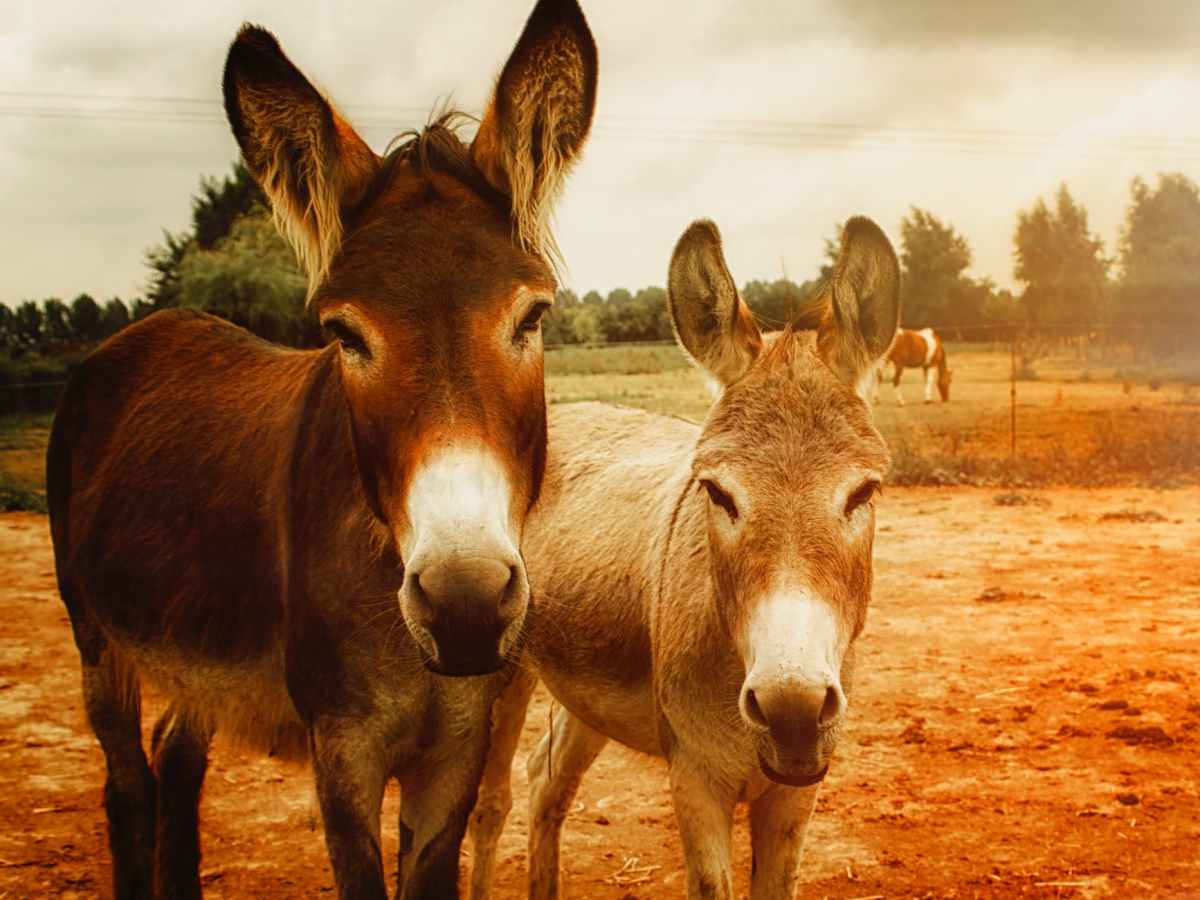 #111 מהרסייך ומחריבייך ממך&nbsp;יצאו